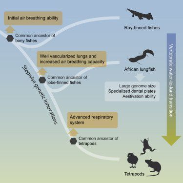 肺魚基因組研究的挑戰(zhàn)：肺魚基因組研究對進(jìn)化生物學(xué)的影響 其他寵物 第3張