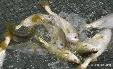 幼魚飼料選擇與搭配指南：如何判斷幼魚飼料質量，幼魚飼料營養(yǎng)成分詳解 其他寵物 第2張