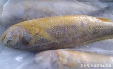 幼魚飼料選擇與搭配指南：如何判斷幼魚飼料質量，幼魚飼料營養(yǎng)成分詳解 其他寵物 第1張