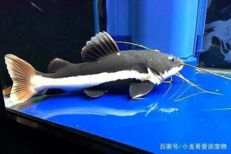 幼魚飼料選擇與搭配指南：如何判斷幼魚飼料質量，幼魚飼料營養(yǎng)成分詳解 其他寵物 第3張