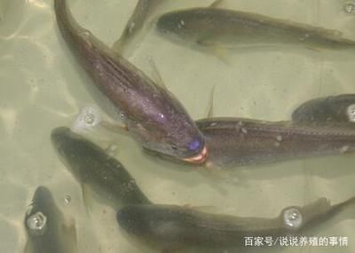 幼魚飼料選擇與搭配指南：如何判斷幼魚飼料質量，幼魚飼料營養(yǎng)成分詳解 其他寵物 第4張