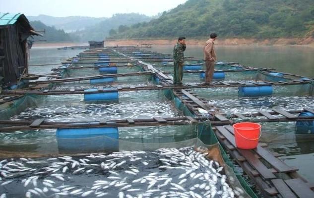 如何預(yù)防魚(yú)苗的病毒感染：如何預(yù)防魚(yú)苗病毒感染 其他寵物 第1張