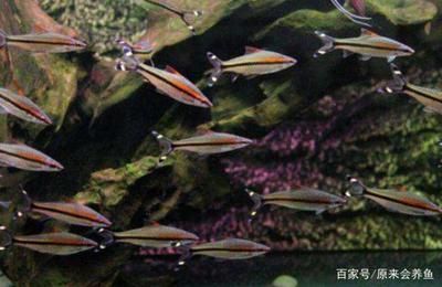 一眉道人魚繁殖環(huán)境要求：一眉道人魚的繁殖環(huán)境要求 其他寵物 第5張