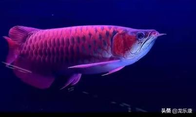 龍魚一只眼睛突出：龍魚一只眼睛突出是怎么一回事？ 水族問答 第1張