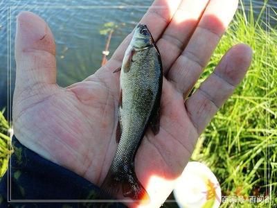 適量食用刀魚(yú)的標(biāo)準(zhǔn)是什么：刀魚(yú)的營(yíng)養(yǎng)豐富的人不宜食用刀魚(yú)的人不宜食用刀魚(yú) 其他寵物 第5張