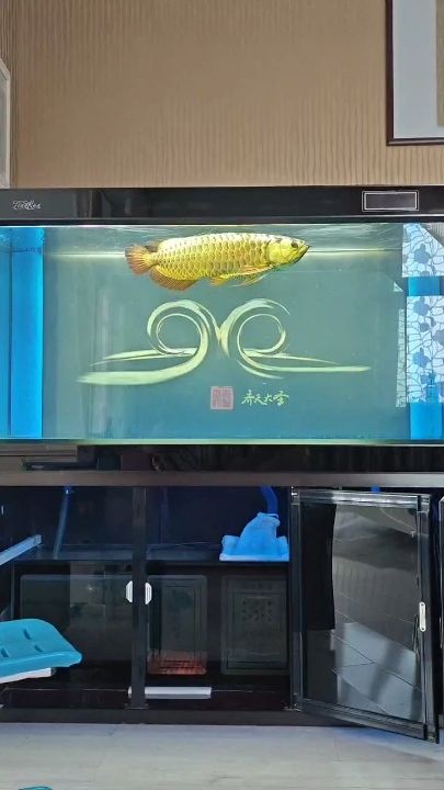 蛇年如魚得水：如魚得水，龍騰四海！ 觀賞魚論壇 第1張