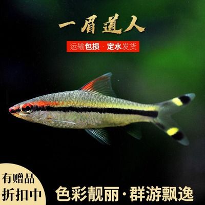 預(yù)防一眉道人魚苗疾病方法：一眉道人魚苗日常護(hù)理要點(diǎn) 其他寵物 第5張