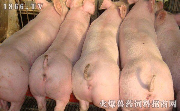 飼料成本控制策略探討：畜牧業(yè)飼料成本控制策略實施效果提高飼料利用率 其他寵物 第1張