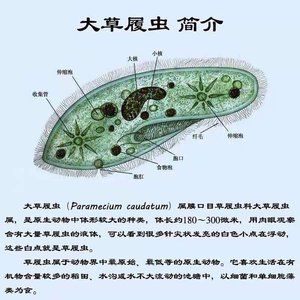 魚苗飼料微生物檢測標(biāo)準(zhǔn)：魚苗飼料微生物檢測的相關(guān)標(biāo)準(zhǔn)和檢測項(xiàng)目 其他寵物 第5張