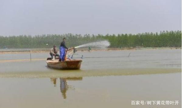 優(yōu)質(zhì)魚飼料選購指南：高品質(zhì)魚飼料選擇 其他寵物 第5張