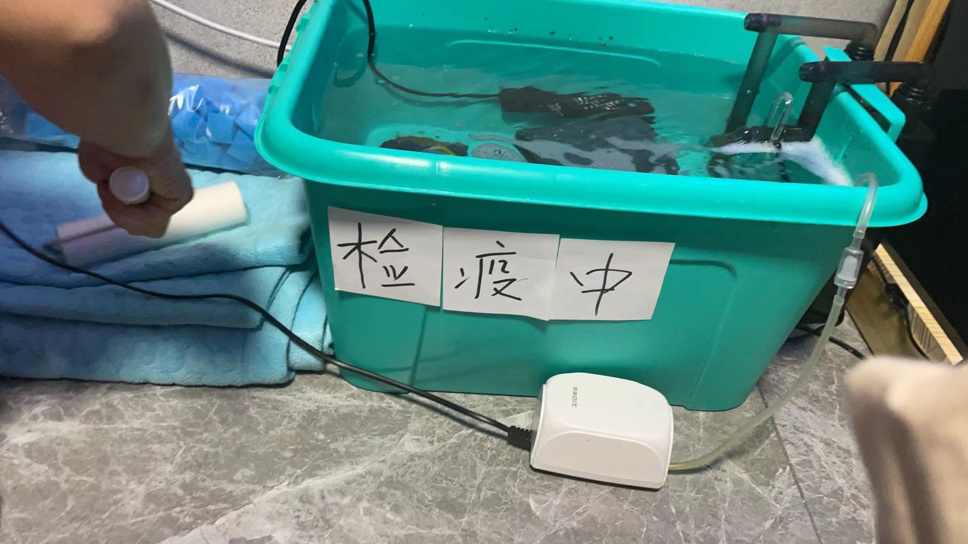 新魚隔離檢疫操作流程：新魚入缸前的隔離檢疫操作流程旨在確保新魚健康和安全 其他寵物 第5張