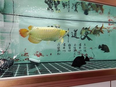 雪鯽魚(yú)繁殖缸造景材料推薦：雪鯽魚(yú)繁殖缸水草選擇指南 其他寵物 第4張