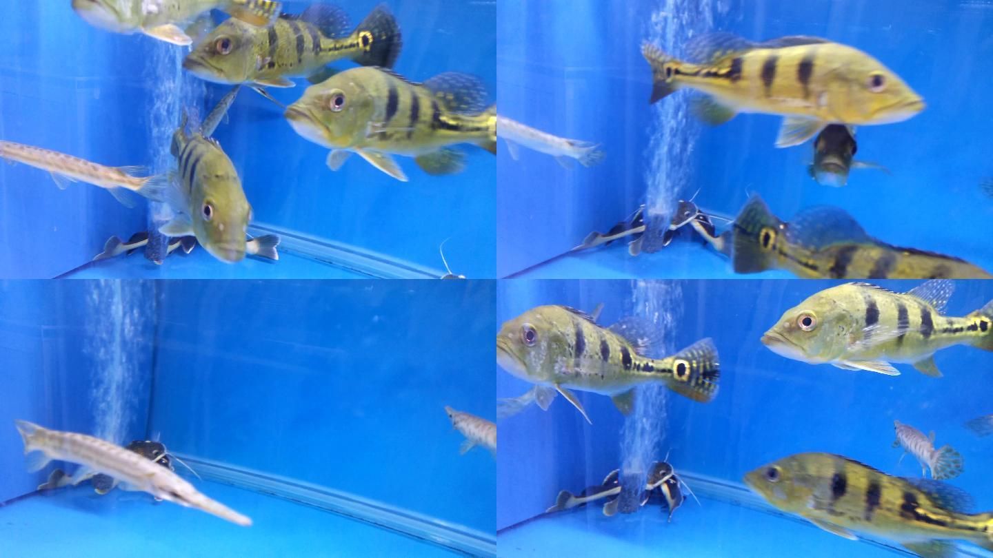 龍魚(yú)用什么燈好看：關(guān)于龍魚(yú)燈光選擇 水族問(wèn)答 第2張