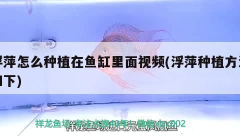 福滿鉆魚繁殖環(huán)境布置：福滿鉆魚的繁殖環(huán)境布置 其他寵物 第1張