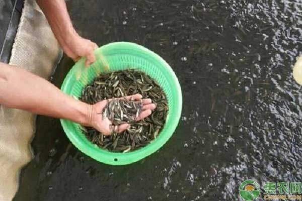 黑鯇魚(yú)苗常見(jiàn)病害防治：黑鯇魚(yú)苗常見(jiàn)病害防治摘要：黑鯇魚(yú)苗常見(jiàn)病害防治 其他寵物 第5張