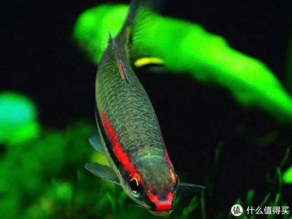 一眉道人魚(yú)最佳水質(zhì)參數(shù)：一眉道人魚(yú)的最佳水質(zhì)參數(shù) 其他寵物 第5張