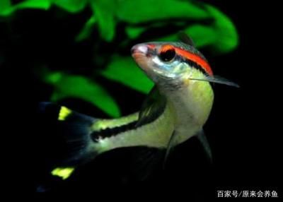 一眉道人魚(yú)最佳水質(zhì)參數(shù)：一眉道人魚(yú)的最佳水質(zhì)參數(shù) 其他寵物 第4張