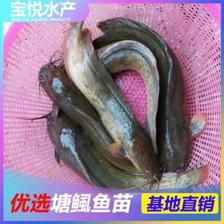 埃及魚苗的養(yǎng)殖技術(shù)要點：埃及魚苗養(yǎng)殖技術(shù)要點 其他寵物 第1張