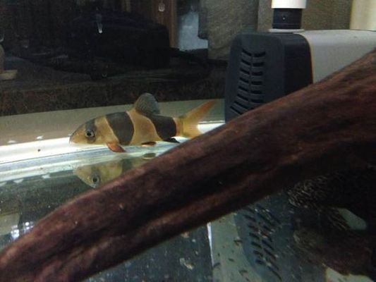 三間鼠魚苗飼料保存技巧：三間鼠魚苗飼料保存 其他寵物 第4張