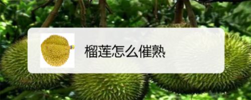 榴蓮未成熟如何催熟：榴蓮催熟方法 其他寵物 第5張