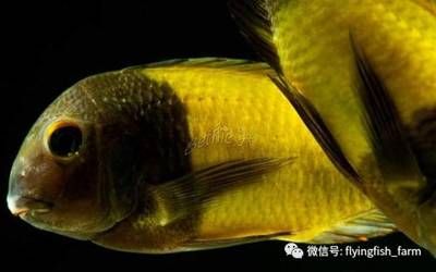 蝴蝶魚繁殖期飼料搭配指南：蝴蝶魚繁殖期飼料搭配指南蝴蝶魚繁殖期飼料搭配指南 其他寵物 第2張