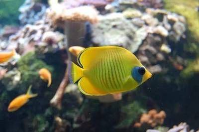 蝴蝶魚繁殖期飼料搭配指南：蝴蝶魚繁殖期飼料搭配指南蝴蝶魚繁殖期飼料搭配指南 其他寵物 第1張