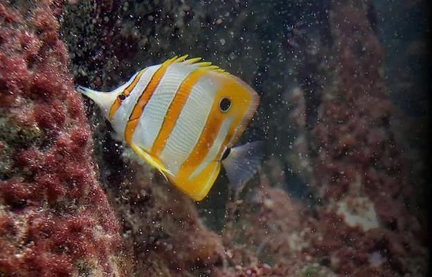 魚糧中天然原料的重要性：天然原料在魚糧中的作用 其他寵物 第2張