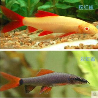 女王大帆魚繁殖期飼料選擇：女王大帆魚繁殖飼料品牌推薦，如何自制女王大帆魚繁殖飼料 其他寵物 第4張