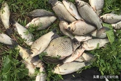 泰龐海鰱魚(yú)繁殖期餌料自制方法：泰龐海鰱魚(yú)繁殖期餌料自制的方法 其他寵物 第4張