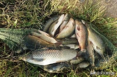 泰龐海鰱魚(yú)繁殖期餌料自制方法：泰龐海鰱魚(yú)繁殖期餌料自制的方法 其他寵物 第5張