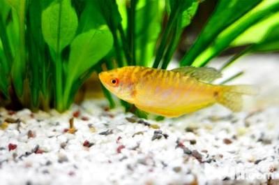 如何判斷魚(yú)苗餌料的新鮮度：如何判斷魚(yú)苗餌料新鮮度 其他寵物 第1張