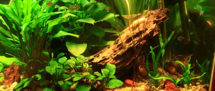 水族箱內(nèi)植物配置技巧：水族箱內(nèi)植物配置技巧：水族箱內(nèi)植物配置的技巧 其他寵物 第1張