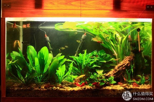 水族箱內(nèi)植物配置技巧：水族箱內(nèi)植物配置技巧：水族箱內(nèi)植物配置的技巧 其他寵物 第3張