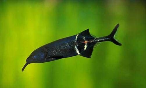 象鼻魚飼料選擇指南：象鼻魚飼料選擇指南，象鼻魚是肉食性魚類，因此需要攝入富含蛋白質(zhì)的飼料 其他寵物 第2張