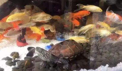 和尚魚繁殖期間的飼料選擇：和尚魚繁殖期飼料品牌推薦 其他寵物 第2張