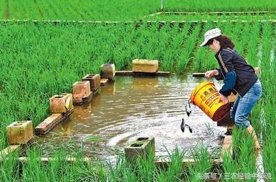 魚(yú)苗保溫設(shè)備選型建議：魚(yú)苗保溫設(shè)備的選型 其他寵物 第3張