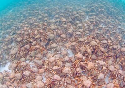 鯊魚繁殖季節(jié)的水溫變化：全球變暖對鯊魚種群的長期影響 其他寵物 第6張