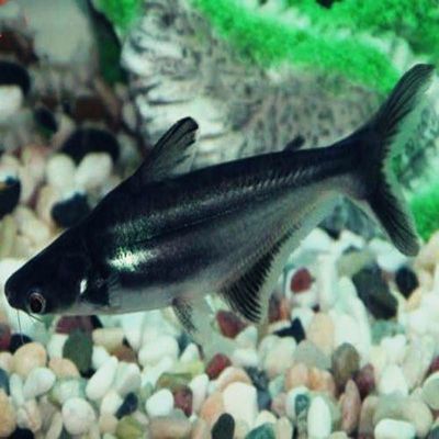 如何判斷大白鯊魚苗飼料新鮮度：大白鯊魚苗飼料保存技巧 其他寵物 第2張