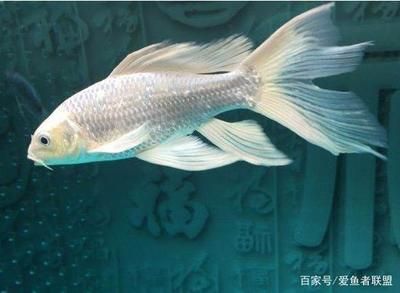 蝴蝶鯉幼魚期活飼料比例：蝴蝶鯉幼魚期對活飼料的投喂建議 其他寵物 第4張