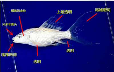 蝴蝶鯉幼魚期活飼料比例：蝴蝶鯉幼魚期對活飼料的投喂建議 其他寵物 第3張