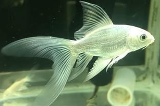 蝴蝶鯉幼魚期活飼料比例：蝴蝶鯉幼魚期對活飼料的投喂建議 其他寵物 第5張