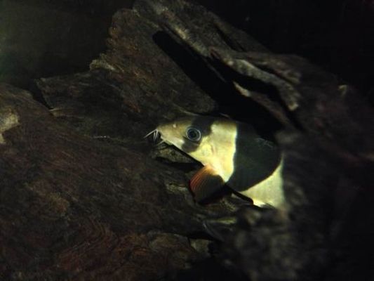 三間鼠魚(yú)繁殖期飼料保存指南：三間鼠魚(yú)繁殖期水質(zhì)管理技巧 其他寵物 第2張