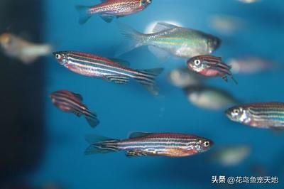 如何判斷斑馬魚(yú)健康狀態(tài)：判斷斑馬魚(yú)健康狀態(tài)的方法，斑馬魚(yú)健康狀態(tài)的方法 其他寵物 第5張