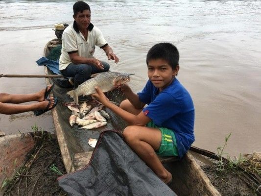 亞馬遜河魚類生態(tài)位分布 其他寵物 第4張