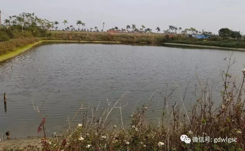 黑桃A魚(yú)越冬疾病預(yù)防：黑桃a魚(yú)冬季飼料選擇指南