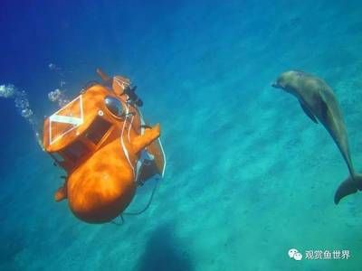 潛水艇魚(yú)膨脹機(jī)制的詳細(xì)過(guò)程：潛水艇魚(yú)在水下環(huán)境中的生存策略以及其獨(dú)特的生理結(jié)構(gòu)特點(diǎn) 其他寵物 第5張