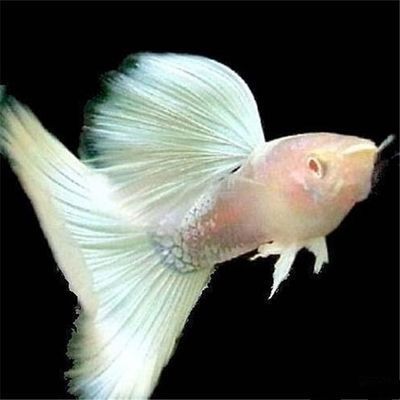 馬拉莫寶石魚繁殖期飲食調(diào)整：寶石魚繁殖期飼料新鮮度管理,如何判斷寶石魚過度肥胖 其他寵物 第3張