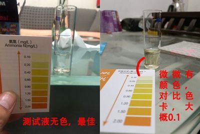 如何控制水族箱內(nèi)氨氮含量：如何控制水族箱內(nèi)的氨氮含量 其他寵物 第1張