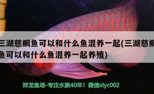 三湖慈鯛魚混養(yǎng)最佳配比：三湖慈鯛混養(yǎng)的最佳配比 其他寵物 第4張