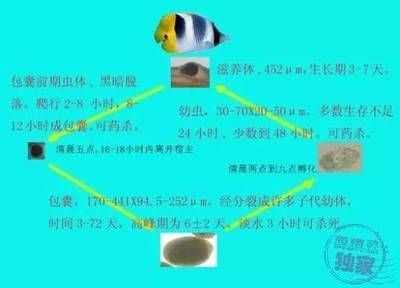 如何判斷新魚是否健康：判斷新魚是否健康是確保您的水族箱生態(tài)平衡關鍵步驟 其他寵物 第5張